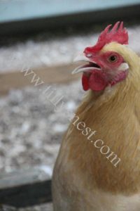 Summer Heat Stress and Cooling Tips for Backyard Chicken Keepers Image